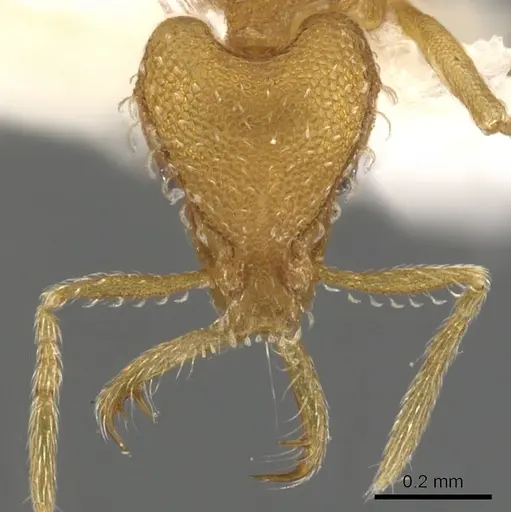 Strumigenys dyshaula specimen CASENT0900605 image casent0900605_2