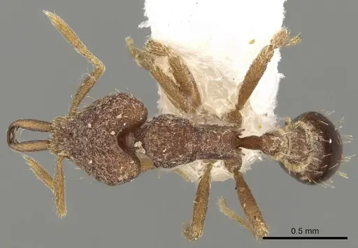 Strumigenys ebbae specimen CASENT0280755 image casent0280755_1