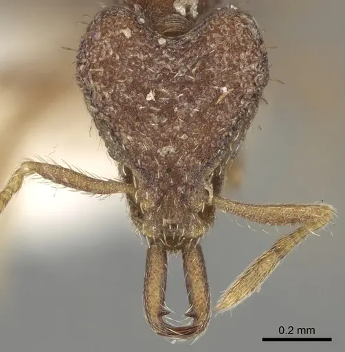 Strumigenys ebbae specimen CASENT0280755 image casent0280755_2