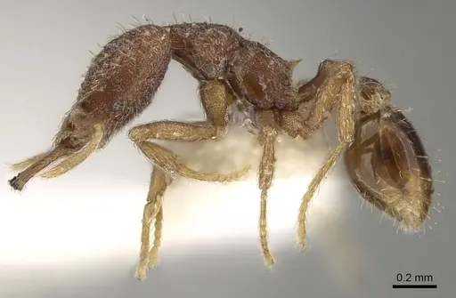 Strumigenys ebbae specimen CASENT0280755 image casent0280755_3