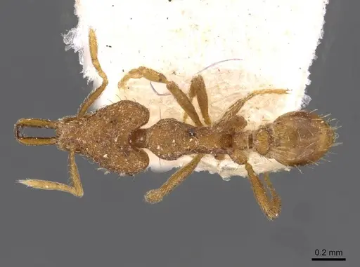 Strumigenys ebbae specimen CASENT0909307 image casent0909307_1