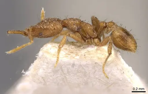 Strumigenys ebbae specimen CASENT0909307 image casent0909307_3