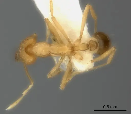 Strumigenys ecliptacoca specimen CASENT0217950 image casent0217950_1