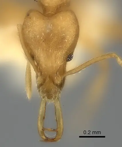 Strumigenys ecliptacoca specimen CASENT0217950 image casent0217950_2