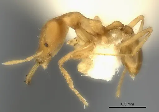 Strumigenys ecliptacoca specimen CASENT0217950 image casent0217950_3