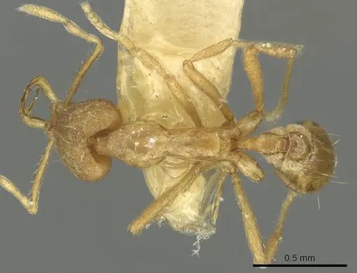 Strumigenys ecliptacoca specimen CASENT0900842 image casent0900842_1