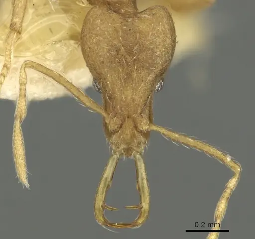 Strumigenys ecliptacoca specimen CASENT0900842 image casent0900842_2