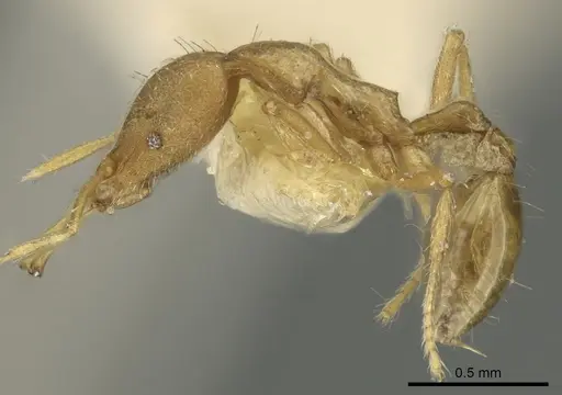Strumigenys ecliptacoca specimen CASENT0900842 image casent0900842_3