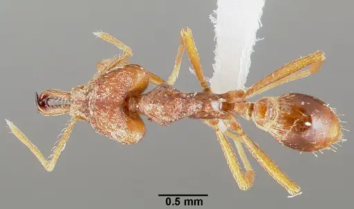 Strumigenys ection specimen CASENT0005528 image casent0005528_1
