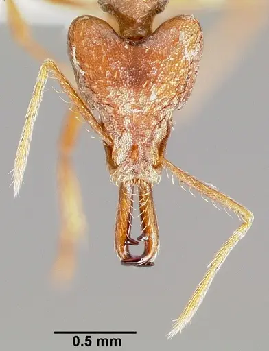 Strumigenys ection specimen CASENT0005528 image casent0005528_2