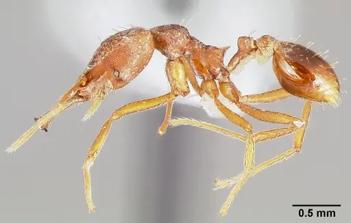 Strumigenys ection specimen CASENT0005528 image casent0005528_3