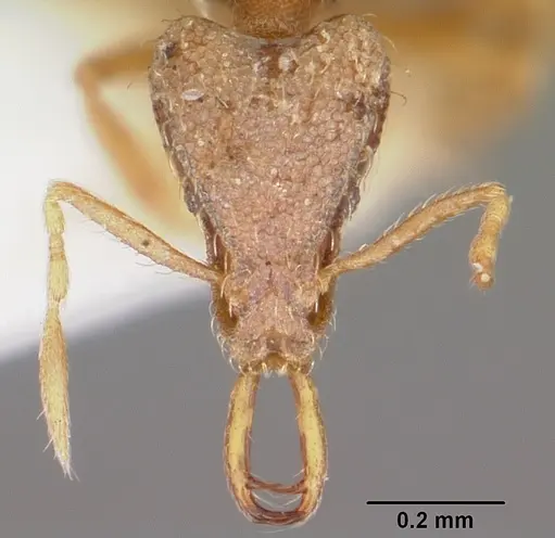 Strumigenys edaragona specimen CASENT0102648 image casent0102648_2