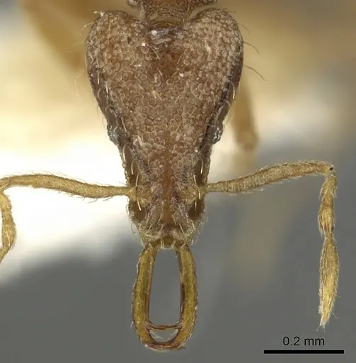 Strumigenys edaragona specimen CASENT0900826 image casent0900826_2