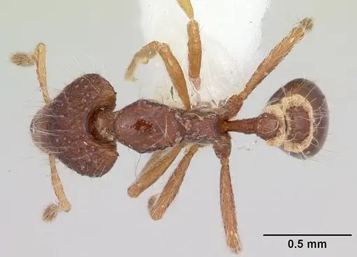 Strumigenys eidechthes specimen CASENT0102661 image casent0102661_1