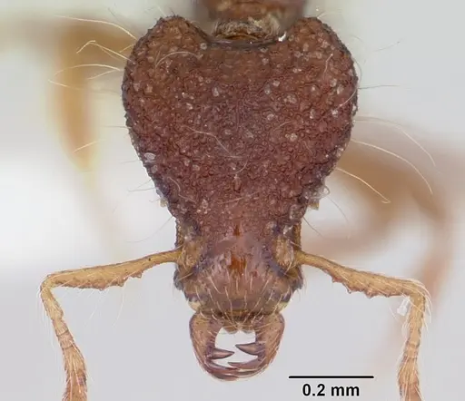 Strumigenys eidechthes specimen CASENT0102661 image casent0102661_2