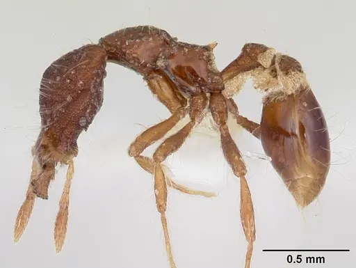 Strumigenys eidechthes specimen CASENT0102661 image casent0102661_3