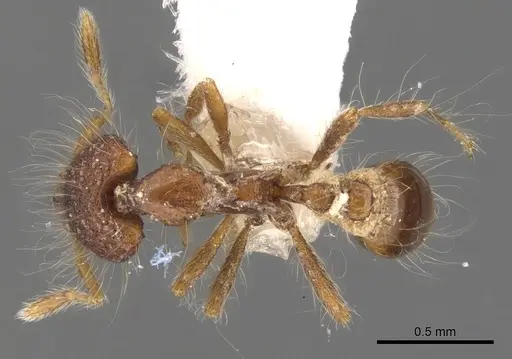 Strumigenys eidechthes specimen CASENT0900779 image casent0900779_1