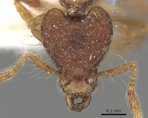 Strumigenys eidechthes specimen CASENT0900779 image casent0900779_2