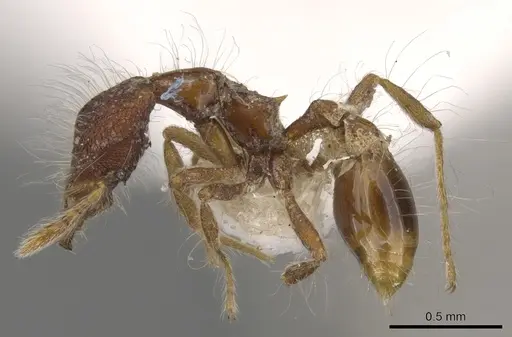 Strumigenys eidechthes specimen CASENT0900779 image casent0900779_3