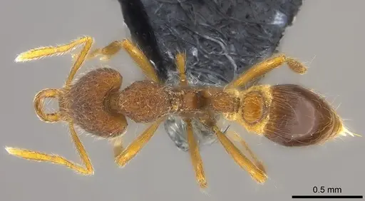 Strumigenys ekasura specimen CASENT0184678 image casent0184678_1