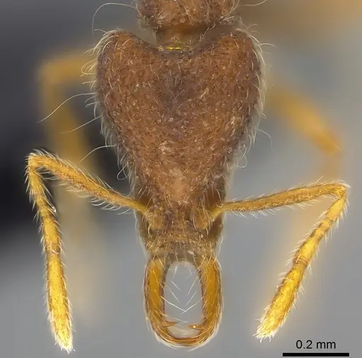 Strumigenys ekasura specimen CASENT0184678 image casent0184678_2
