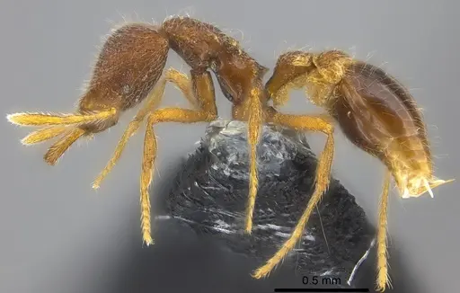 Strumigenys ekasura specimen CASENT0184678 image casent0184678_3