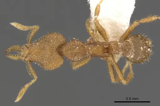 Strumigenys elapoma specimen CASENT0900767 image casent0900767_1