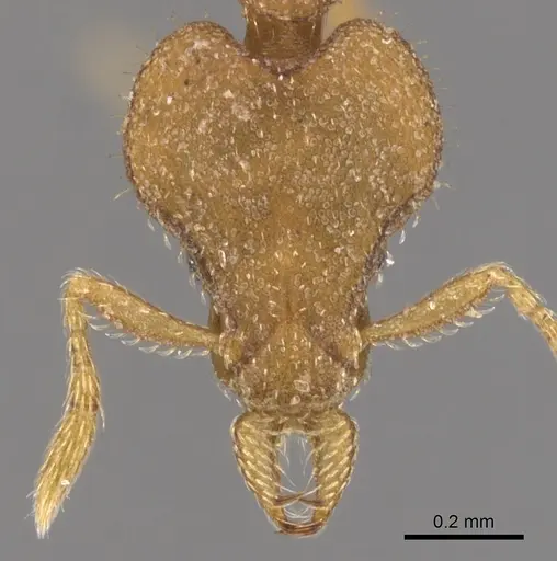 Strumigenys elapoma specimen CASENT0900767 image casent0900767_2