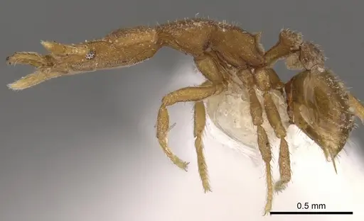 Strumigenys elapoma specimen CASENT0900767 image casent0900767_3