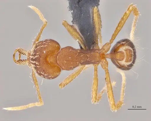 Strumigenys elongata specimen ANTWEB1032530 image antweb1032530_1