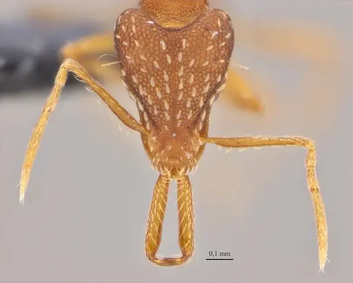 Strumigenys elongata specimen ANTWEB1032530 image antweb1032530_2