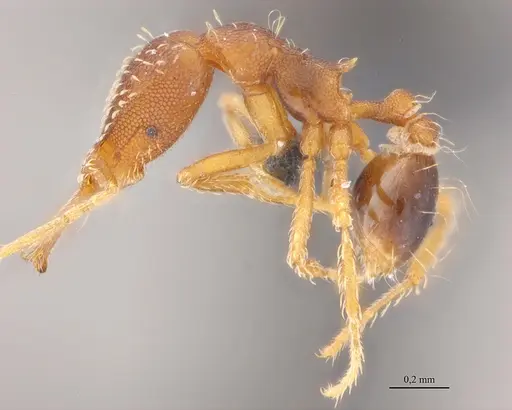 Strumigenys elongata specimen ANTWEB1032530 image antweb1032530_3
