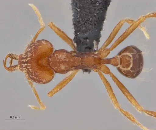 Strumigenys elongata specimen ANTWEB1038937 image antweb1038937_1