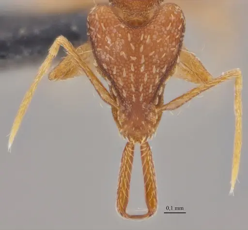 Strumigenys elongata specimen ANTWEB1038937 image antweb1038937_2