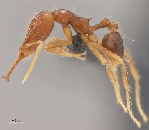 Strumigenys elongata specimen ANTWEB1038937 image antweb1038937_3