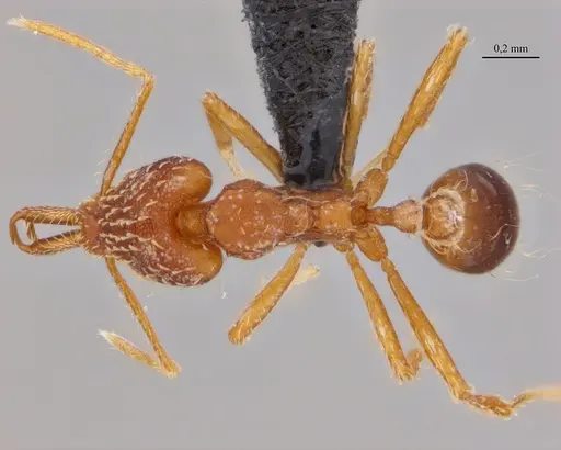 Strumigenys elongata specimen ANTWEB1038981 image antweb1038981_1
