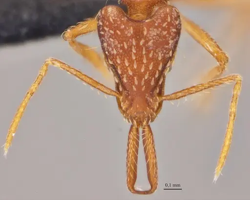 Strumigenys elongata specimen ANTWEB1038981 image antweb1038981_2