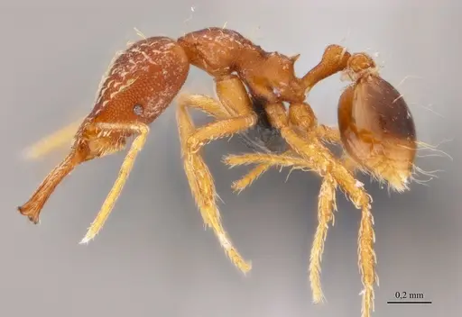 Strumigenys elongata specimen ANTWEB1038981 image antweb1038981_3