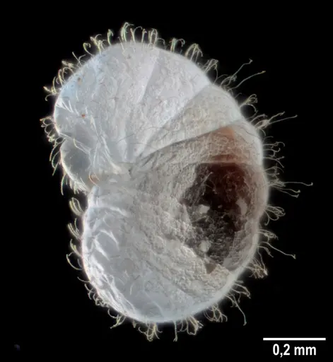 Strumigenys elongata specimen ANTWEB1053275 image antweb1053275_1