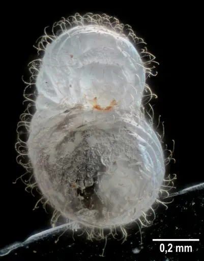 Strumigenys elongata specimen ANTWEB1053275 image antweb1053275_2