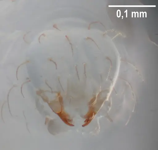 Strumigenys elongata specimen ANTWEB1053281 image antweb1053281_1