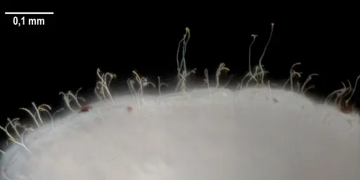 Strumigenys elongata specimen ANTWEB1053281 image antweb1053281_3