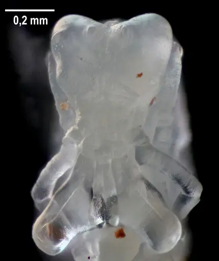 Strumigenys elongata specimen ANTWEB1053282 image antweb1053282_1