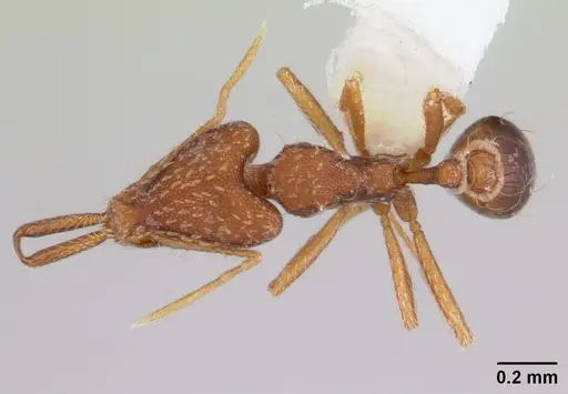 Strumigenys elongata specimen CASENT0178125 image casent0178125_1