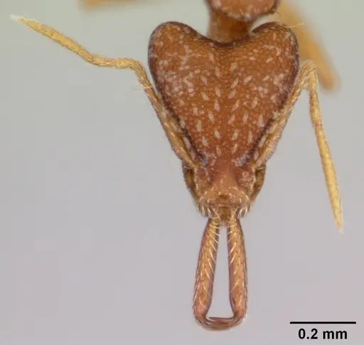 Strumigenys elongata specimen CASENT0178125 image casent0178125_2