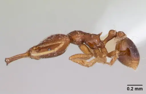 Strumigenys elongata specimen CASENT0178125 image casent0178125_3
