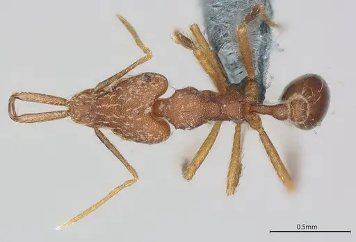 Strumigenys elongata specimen CASENT0374675 image casent0374675_1