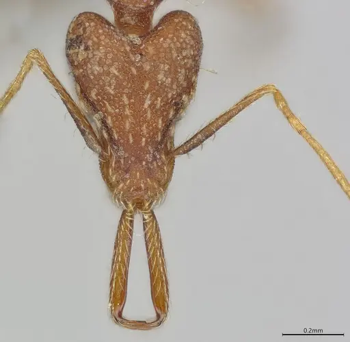 Strumigenys elongata specimen CASENT0374675 image casent0374675_2