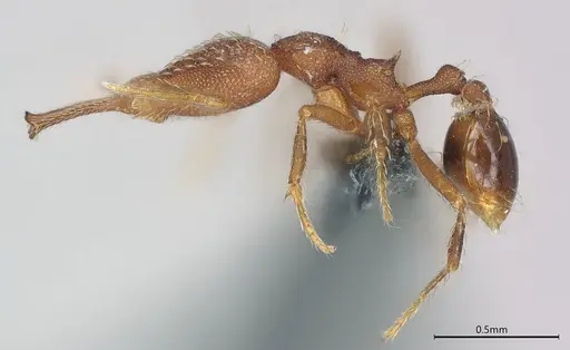Strumigenys elongata specimen CASENT0374675 image casent0374675_4