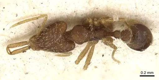 Strumigenys elongata specimen CASENT0900445 image casent0900445_1